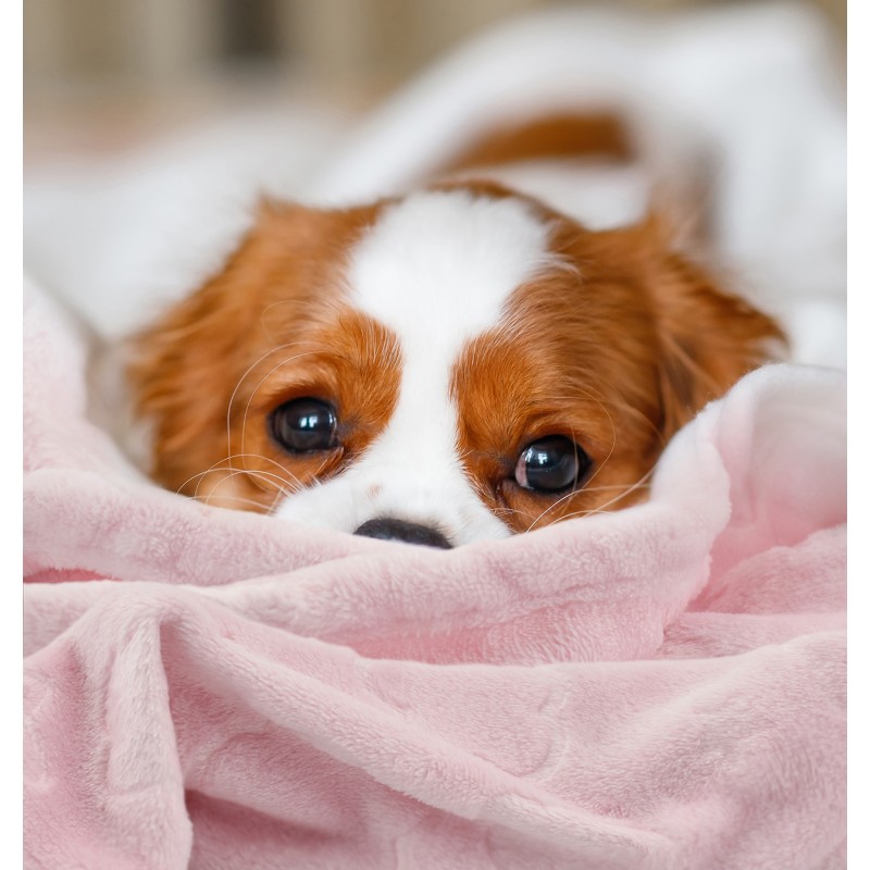 Mantas para mascotas: ¡dile no al frío!