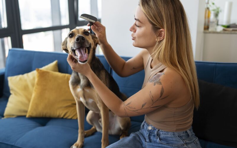 Cepillos para tu mascota en época de muda