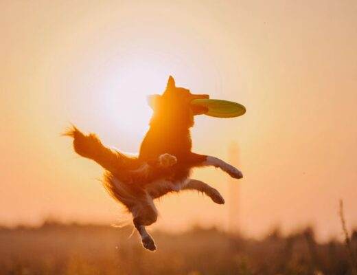 Perro jugando al aire libre con un juguete colorido durante un día soleado de primavera