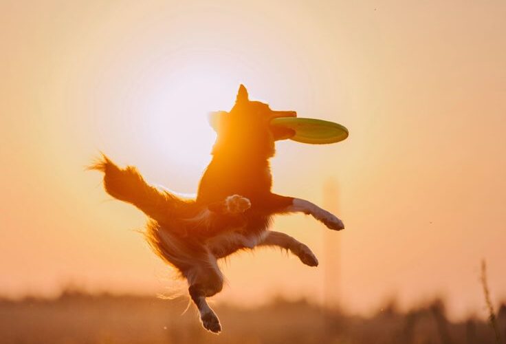 Perro jugando al aire libre con un juguete colorido durante un día soleado de primavera
