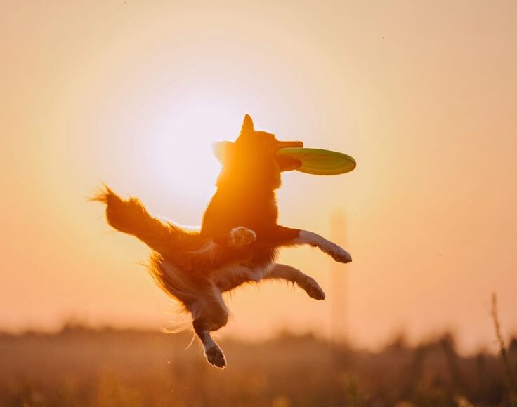 Perro jugando al aire libre con un juguete colorido durante un día soleado de primavera